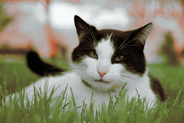 a dithered picture of a black and white cat laying in some grass